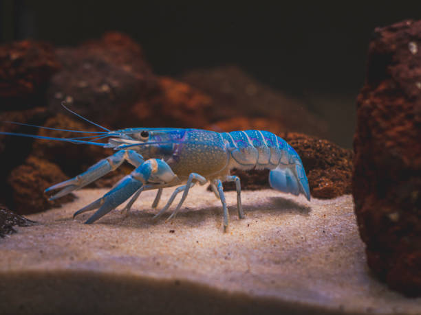 istock cichlid fish and blue lobster playing in community aquarium 1304963519