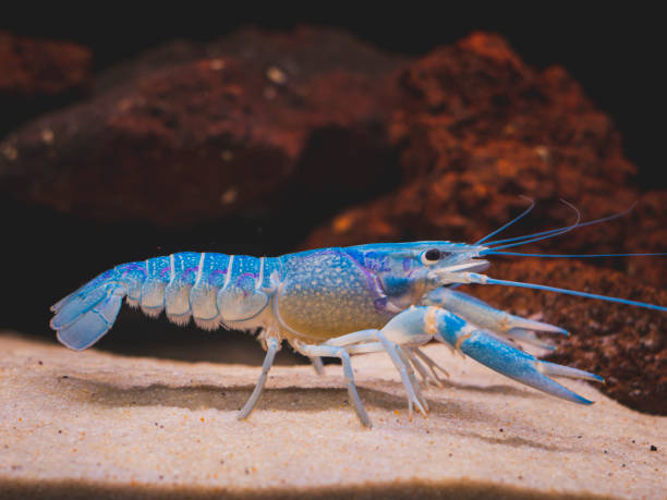 istock cichlid fish and blue lobster playing in community aquarium 1304963527