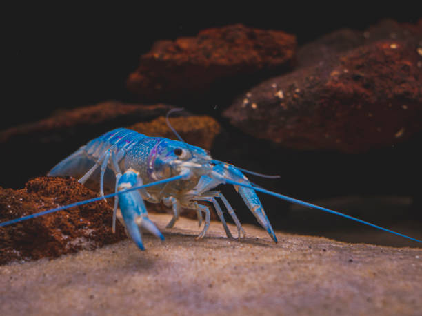 istock cichlid fish and blue lobster playing in community aquarium 1304963572