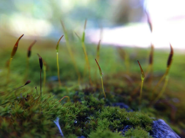 istock Macro of Pohlia nutans moss with green spore capsules on red stalks 1304963607