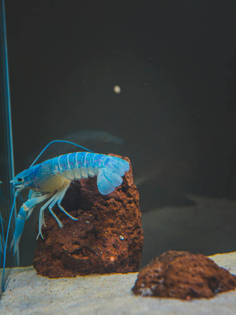 istock cichlid fish and blue lobster playing in community aquarium 1304963754