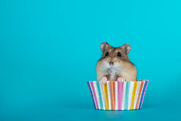 dwarf-hamster-cupcake-on-blue.jpg
