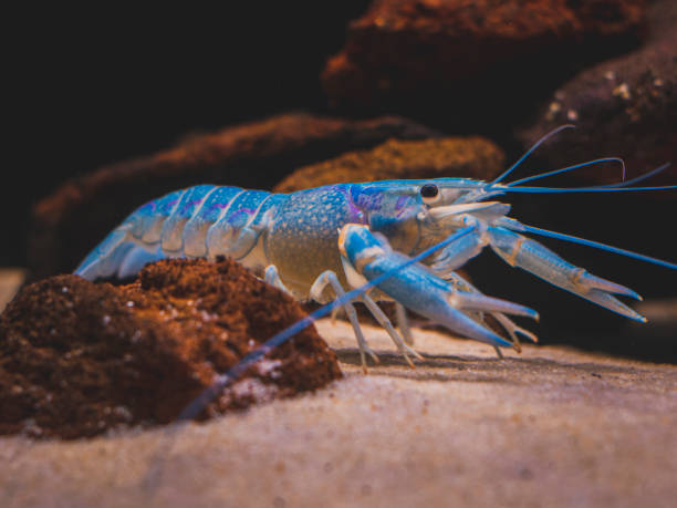 istock cichlid fish and blue lobster playing in community aquarium 1304963842