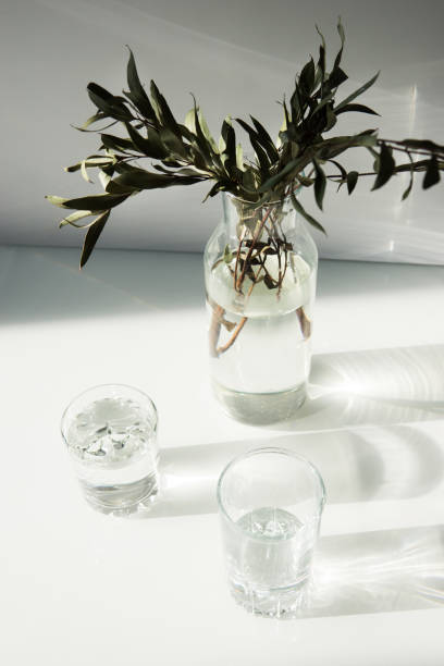 un vaso di vetro con pianta verde e due bicchieri d'acqua su un tavolo bianco - nature selective focus green vertical foto e immagini stock