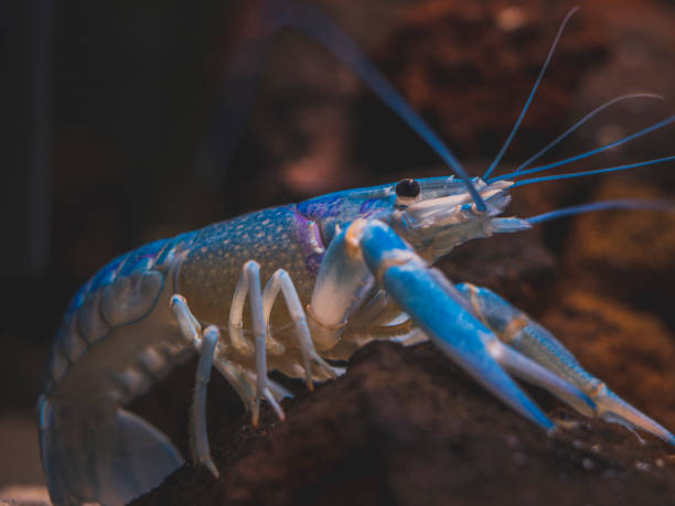 istock cichlid fish and blue lobster playing in community aquarium 1304963930