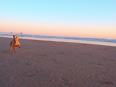 Dachshund running in Huntington Beach, CA