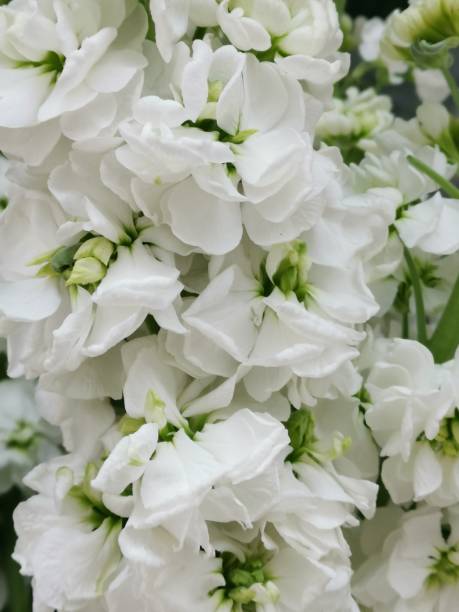 istock White flowers in the botanical garden 1304965099