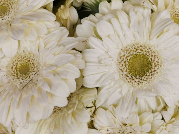 istock White flowers in the botanical garden 1304965127