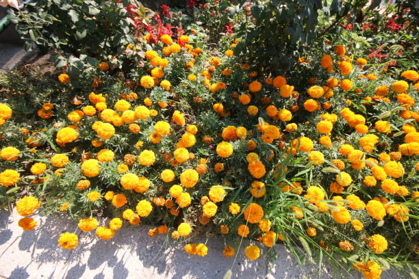 Edirne, Turkey-August 15, 2015: Orange Marigold Flowers.