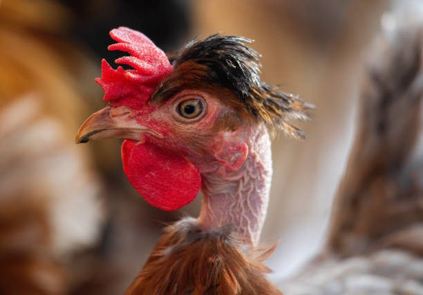 istock Turken on Transylvanian Naked Neck chicken 1304968883