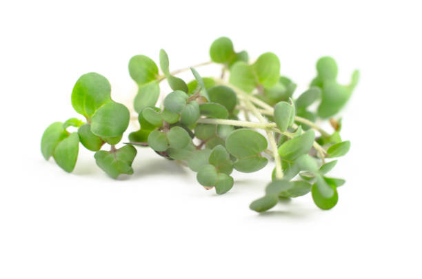 istock Fresh sprouts of mustard microgreens on a white background 1304970060