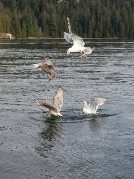 istock Seagulls in Indian Arm 1304970204