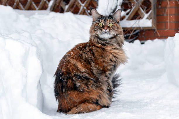 istock Maine Coon cat sits on snowy frozen path 1304970766