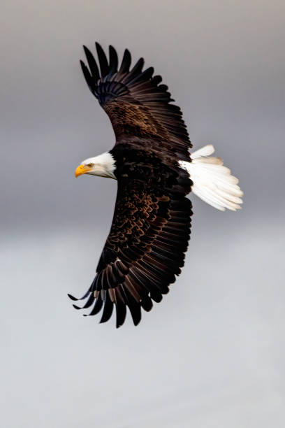 aquila calva in volo, delta, bc, canada - north america bald eagle portrait vertical foto e immagini stock