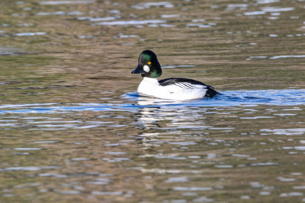 istock Common Goldeneye swimming in open water 1304970862
