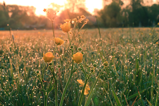 Meadow in the morning at sunrise in spring. Yellow flowers of the sharp buttercup with green flower stems. Morning dew with sun rays on the grass. Trees in the background
