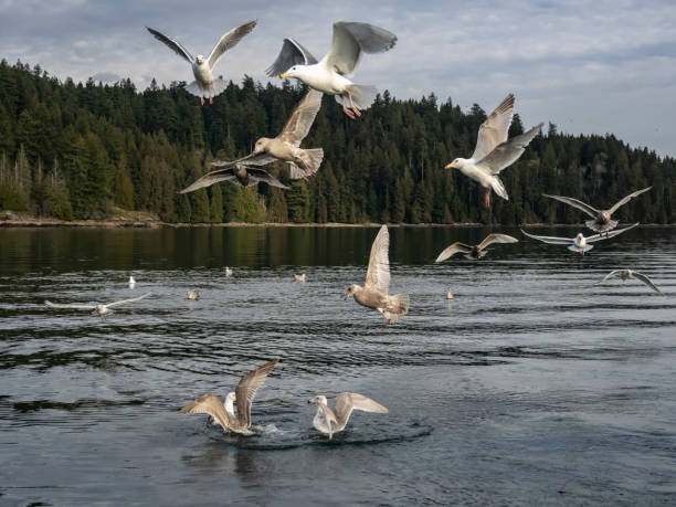 istock Seagulls in Indian Arm 1304971330