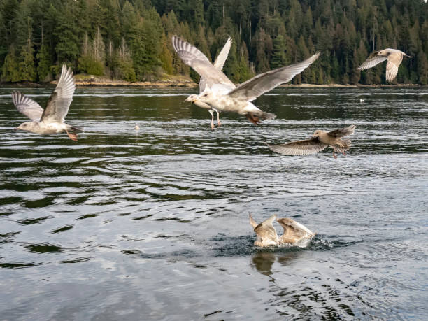 istock Seagulls in Indian Arm 1304971944