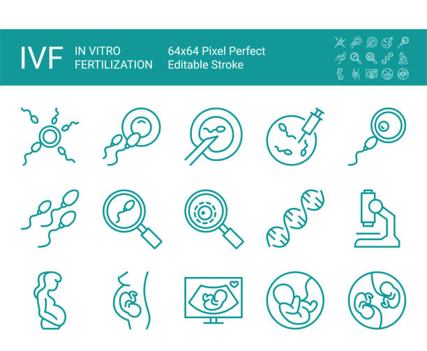 ilustrações, clipart, desenhos animados e ícones de conjunto de ícones da linha vetorial de fertilização in vitro, embrião, gravidez, pesquisa. golpe vetorial editável. 64x64 pixel perfeito. - ovulation