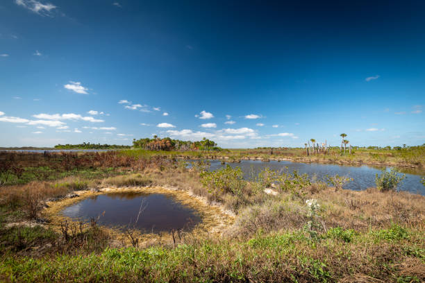 istock Beautiful and natural Floridian Park 1304975127