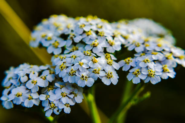 Close up of white wild flowers
