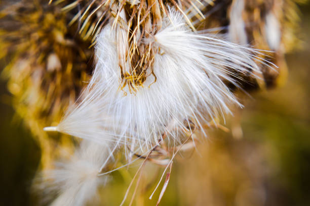 Seeds in the wild