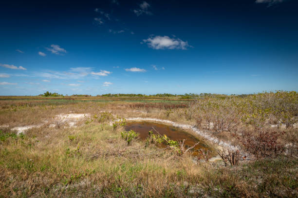 istock Beautiful and natural Floridian Park 1304975320