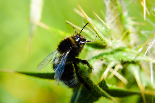 istock Close up of a bee collecting pollen 1304975428