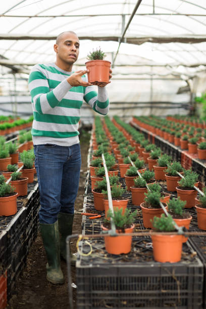 istock Hispanic farmer inspects ornamental shrubs in pots. 1304975580