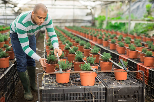 istock Man holding natural thyme seedlings in pot 1304975589