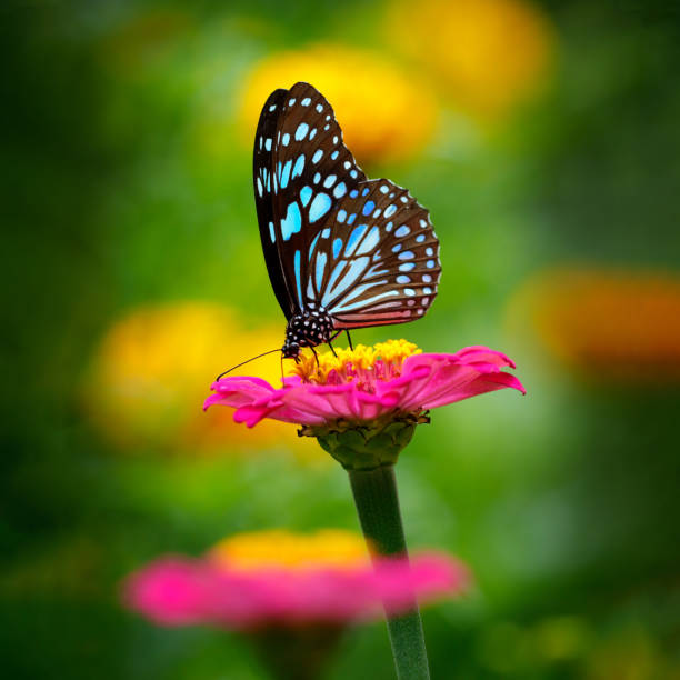 istock Butterfly Blue Tiger on pink Zinnia flower 1304975698