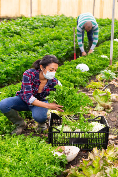 istock Woman harvesting lettuce in plastic box 1304976489