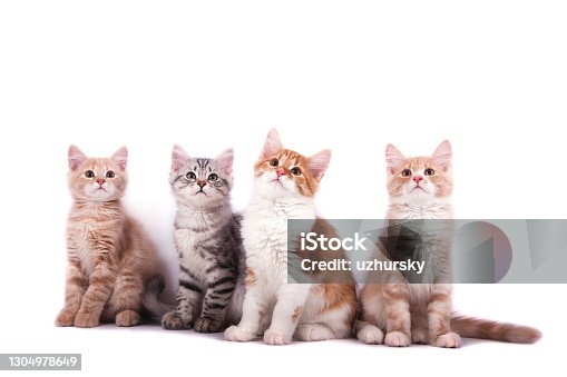 546+ Thousand Cat Icon Royalty-Free Images, Stock Photos