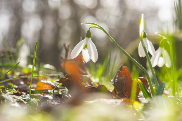 istock Snowdrops Galanthus nivalis in the forest close-up. 1304978964