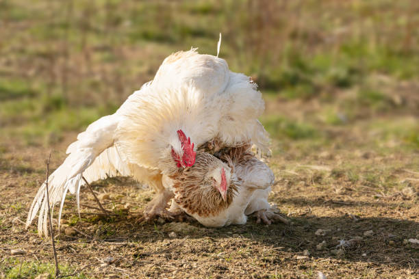 istock Mating of a rooster and hen 1304979747