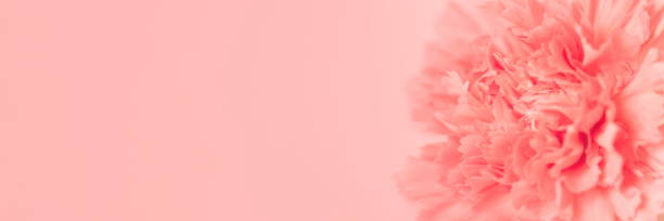 istock Pink carnation flower on light pink background. 1304980992