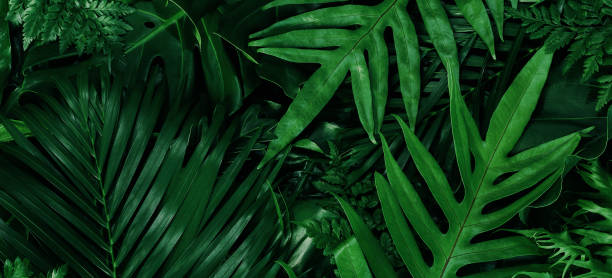 istock green leaf background, nature background concept 1304984269