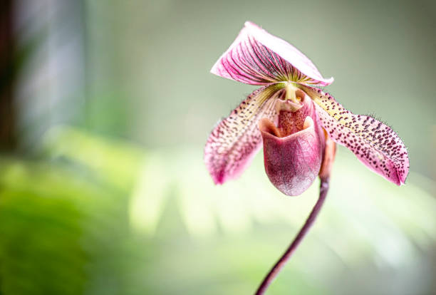 istock Close up Beautiful Unique Pink Lady Slipper Orchid 1304986230