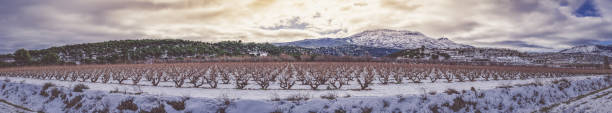 high altitude vineyards in winter with heavy snowfall