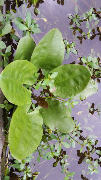 istock Large and small leaves grow harmoniously in ponds 1304991719