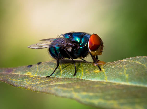 4,300+ Bluebottle Fly Stock Photos, Pictures & Royalty-Free Images