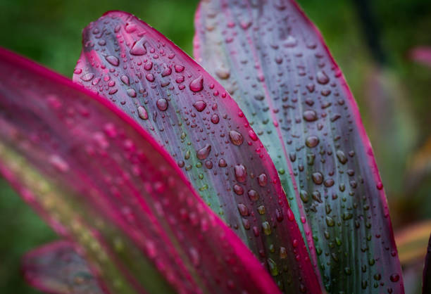 Reddish Purple leaves with rain drops on them