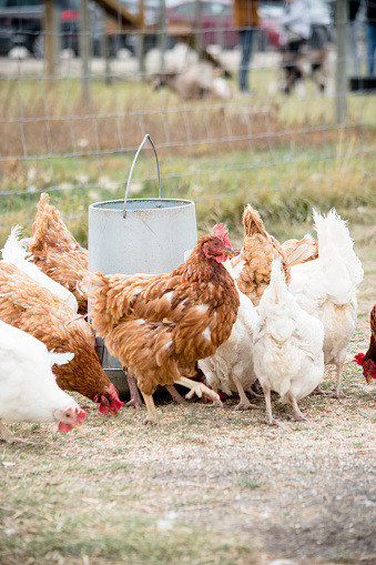 There are many free range hen gathered here for a feeding on the farm