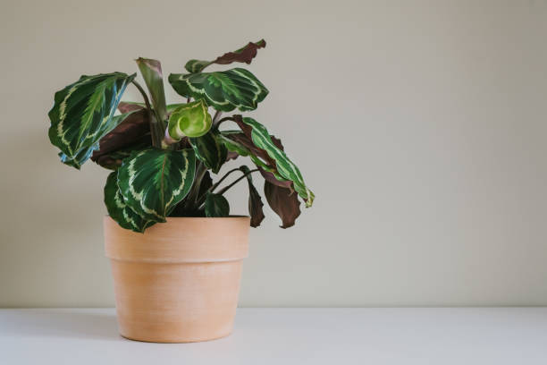istock Flower of Calathea Medallion. 1304998302