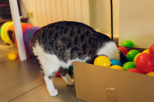 istock cat with balls of different colours in the box. 1304999854