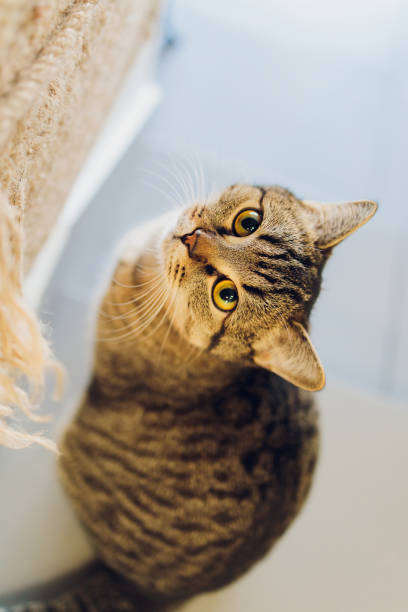istock Adorable tabby cat sitting on kitchen floor staring at camera. 1305000221