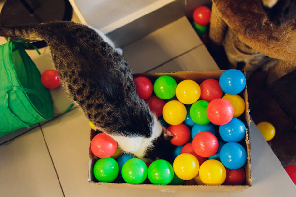 istock cat with balls of different colours in the box. 1305000231