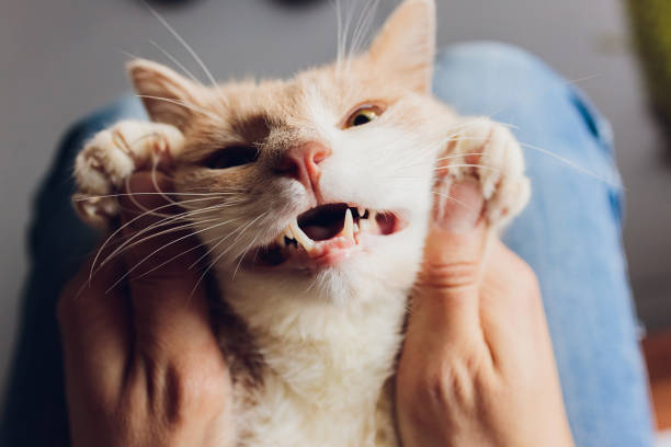 istock ginger kitten lying in the hands of man. 1305000333
