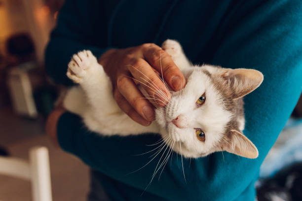 istock young man holding a white cat close-up. 1305000341