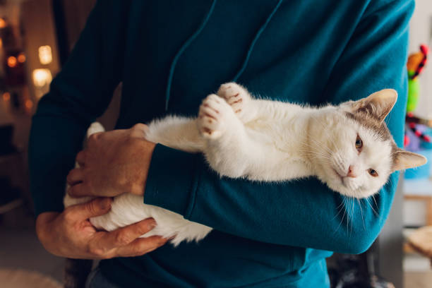 istock young man holding a white cat close-up. 1305000346